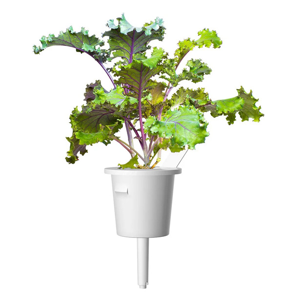 Click and Grow kadeřavá kapusta Click and Grow kadeřavá kapusta