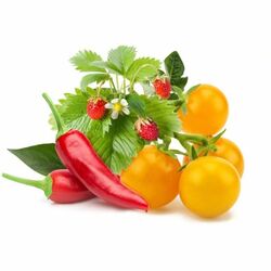 Click and Grow mix ovoce & zeleniny na playgosmart.cz